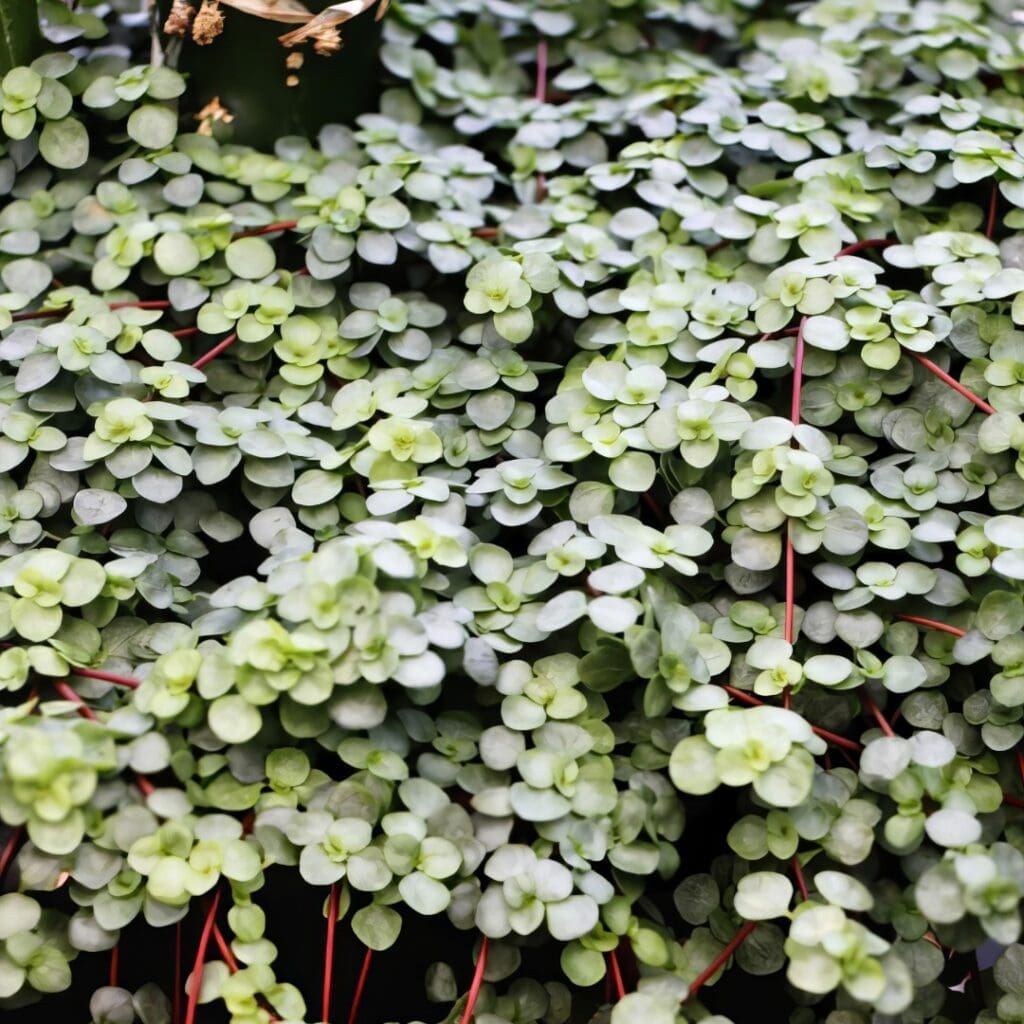 Silver Sparkle Pilea, Pilea glauca, with tiny silver-grey leaves on red trailing stems
