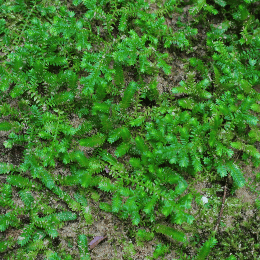 Spike Moss, Selaginella species