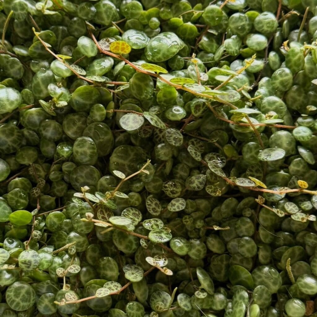 String of Turtles, Peperomia prostrata, with round patterned succulent leaves on trailing stems