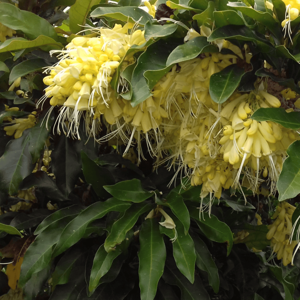Sulphur Oxera, Oxera sulfurea