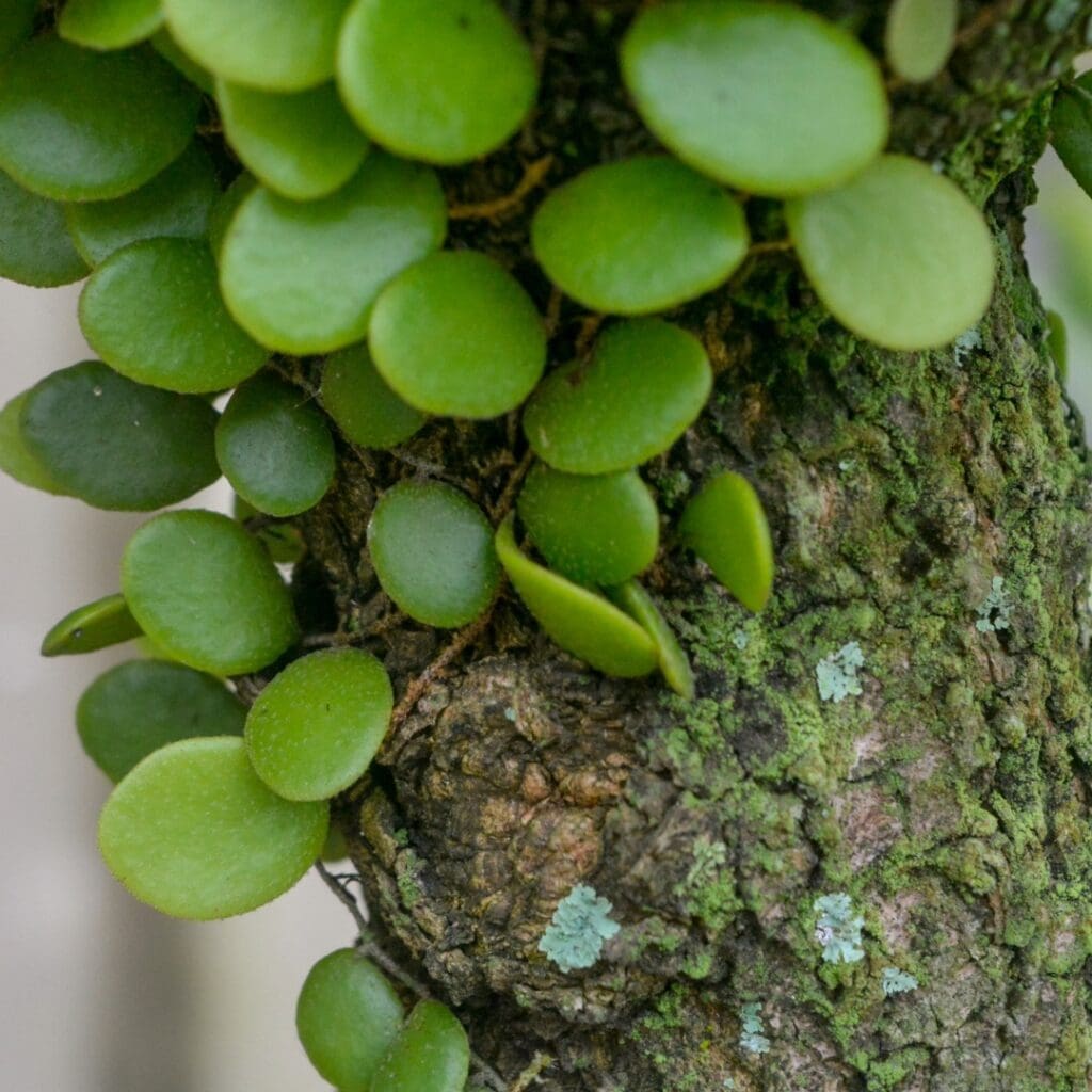 Trailing Jade Peperomia, Peperomia rotundifolia, with small round succulent leaves on trailing stems