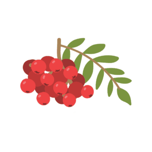 Rowan berries icon